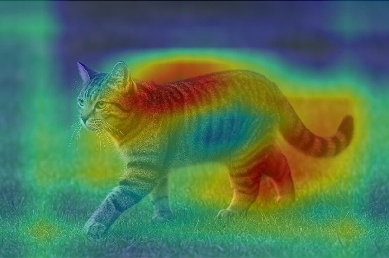芝生の上を歩く猫の静止画